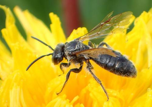 Andrena sp.